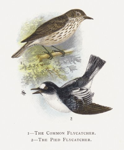 The Common Flycatcher, The Pied Flycatcher by Alexander Francis Lydon