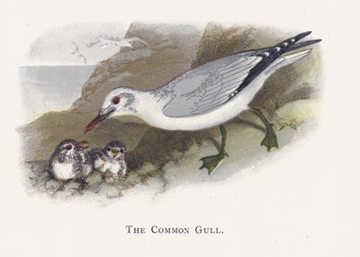 The Common Gull by Alexander Francis Lydon