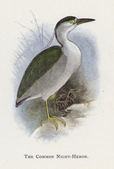 The Common Night-Heron by Alexander Francis Lydon