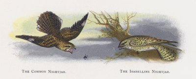 The Common Nightjar, The Isabelline Nightjar by Alexander Francis Lydon