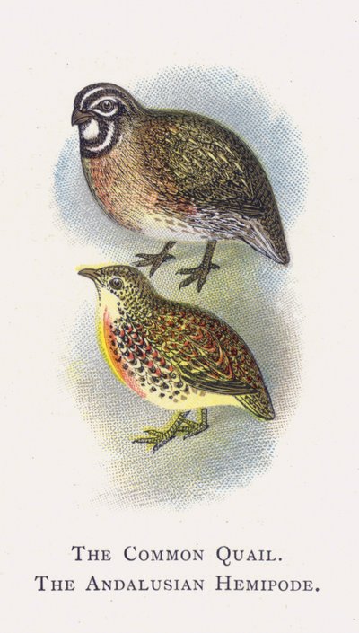 The Common Quail, The Andalusian Hemipode by Alexander Francis Lydon