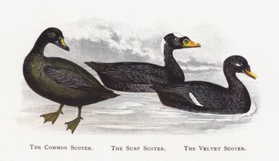 The Common Scoter, The Surf Scoter, The Velvet Scoter by Alexander Francis Lydon