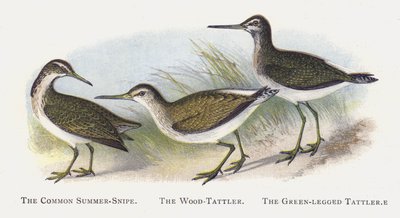 The Common Summer-Snipe, The Wood-Tattler, The Green-legged Tattler by Alexander Francis Lydon