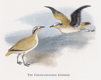 The Cream-coloured Courser by Alexander Francis Lydon