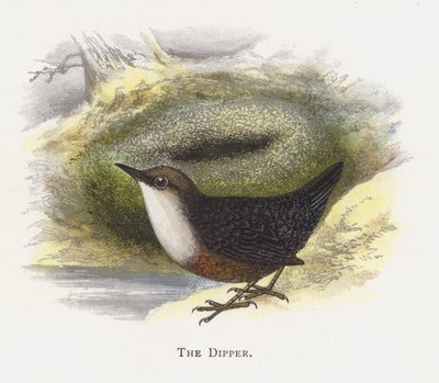 The Dipper by Alexander Francis Lydon