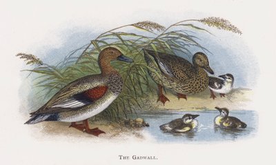 The Gadwall by Alexander Francis Lydon