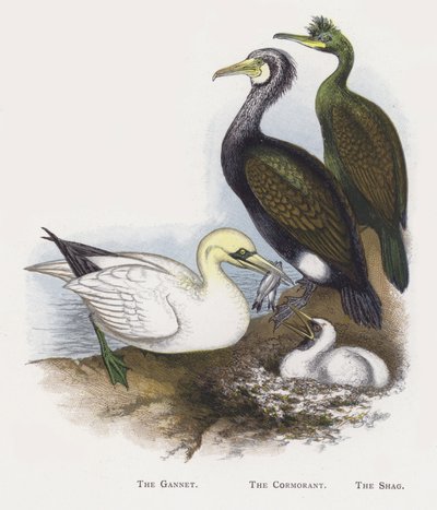 The Gannet, The Cormorant, The Shag by Alexander Francis Lydon