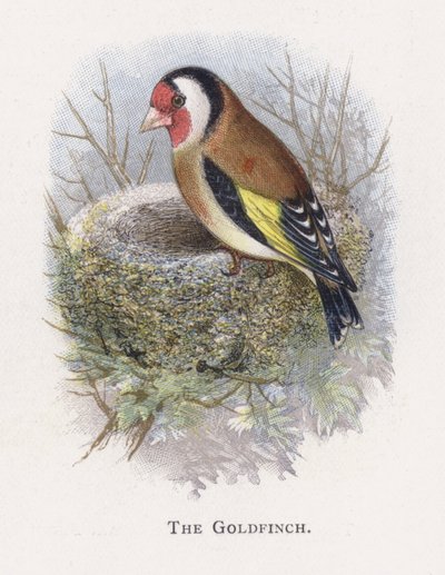The Goldfinch by Alexander Francis Lydon