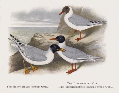 The Great Black-headed Gull, The Black-headed Gull, The Mediterranean Black-headed Gull by Alexander Francis Lydon