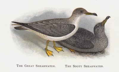 The Great Shearwater, The Sooty Shearwater by Alexander Francis Lydon