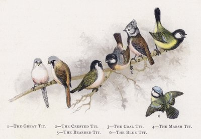 The Great Tit, The Crested Tit, The Coal Tit, The Marsh Tit, The Bearded Tit, The Blue Tit by Alexander Francis Lydon