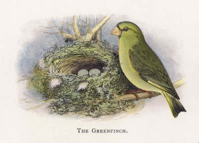 The Greenfinch by Alexander Francis Lydon
