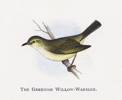 The Greenish Willow-Warbler by Alexander Francis Lydon