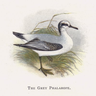 The Grey Phalarope by Alexander Francis Lydon