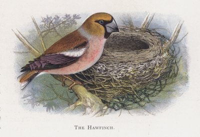 The Hawfinch by Alexander Francis Lydon