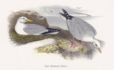 The Herring Gull by Alexander Francis Lydon