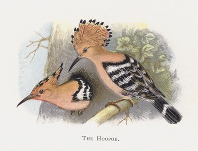 The Hoopoe by Alexander Francis Lydon
