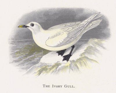 The Ivory Gull by Alexander Francis Lydon