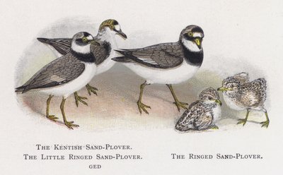 The Kentish Sand-Plover, The Little Ringed Sand-Plover, The Ringed Sand-Plover by Alexander Francis Lydon
