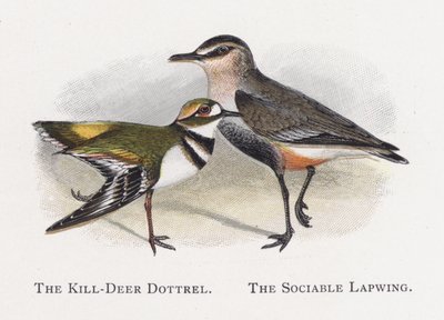 The Kill-Deer Dottrel, The Sociable Lapwing by Alexander Francis Lydon