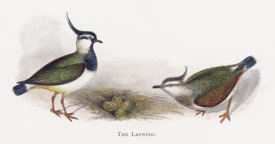 The Lapwing by Alexander Francis Lydon