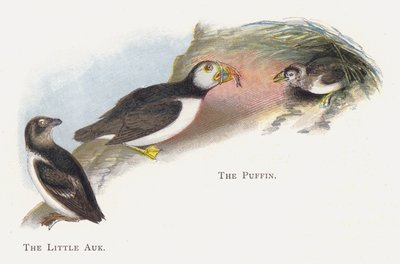 The Little Auk, The Puffin by Alexander Francis Lydon