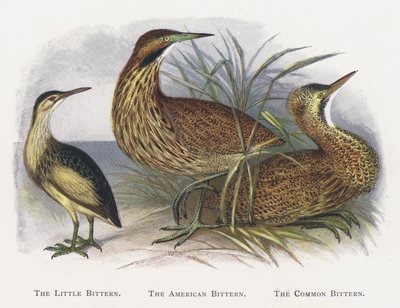 The Little Bittern, The American Bittern, The Common Bittern by Alexander Francis Lydon