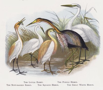 The Little Egret, The Purple Heron, The Buff-backed Egret, The Squacco Heron, The Great White Heron by Alexander Francis Lydon