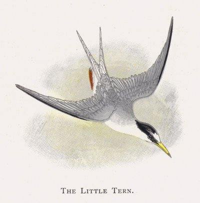 The Little Tern by Alexander Francis Lydon