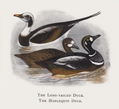 The Long-tailed Duck, The Harlequin Duck by Alexander Francis Lydon