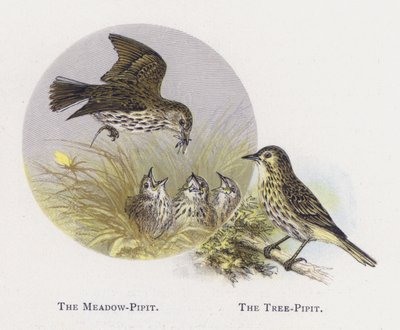 The Meadow-Pipit, The Tree-Pipit by Alexander Francis Lydon