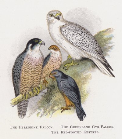 The Peregrine Falcon, The Greenland Gyr-Falcon, The Red-footed Kestrel by Alexander Francis Lydon