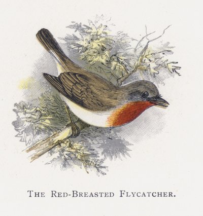 The Red-Breasted Flycatcher by Alexander Francis Lydon