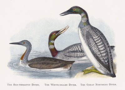 The Red-throated Diver, The White-billed Diver, The Great Northern Diver by Alexander Francis Lydon