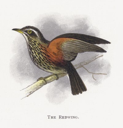The Redwing by Alexander Francis Lydon