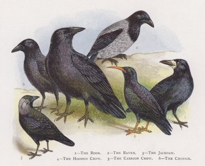 The Rook, The Raven, The Jackdaw, The Hooded Crow, The Carrion Crow, The Chough by Alexander Francis Lydon
