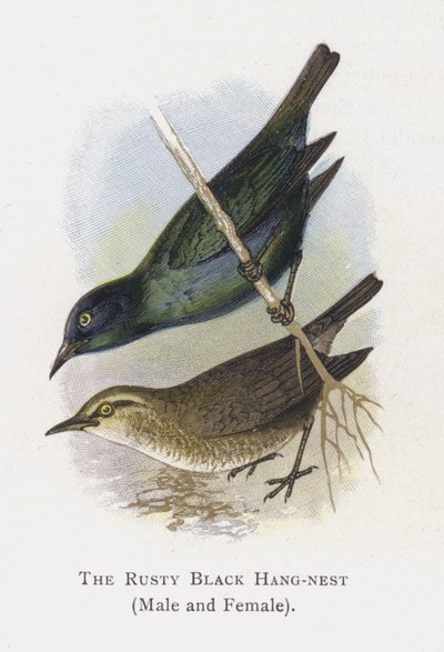 The Rusty Black Hang-nest, Male and Female by Alexander Francis Lydon