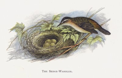 The Sedge-Warbler by Alexander Francis Lydon