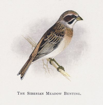 The Siberian Meadow Bunting by Alexander Francis Lydon