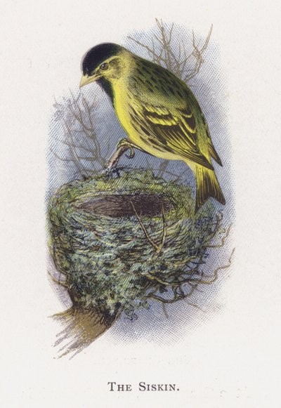 The Siskin by Alexander Francis Lydon