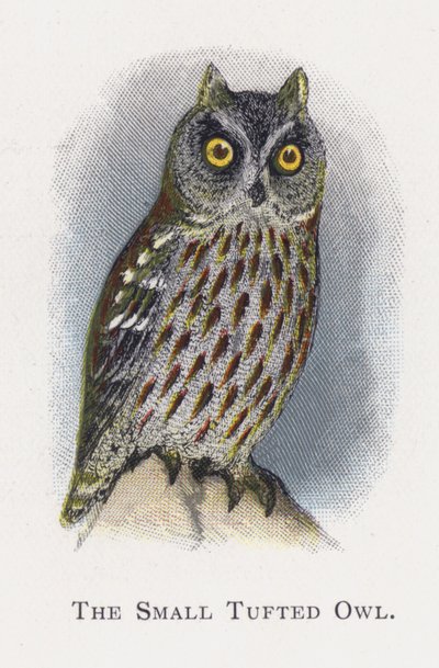 The Small Tufted Owl by Alexander Francis Lydon