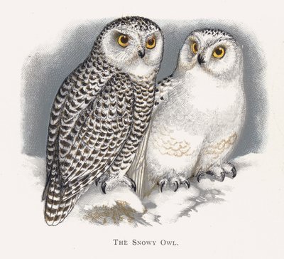 The Snowy Owl by Alexander Francis Lydon
