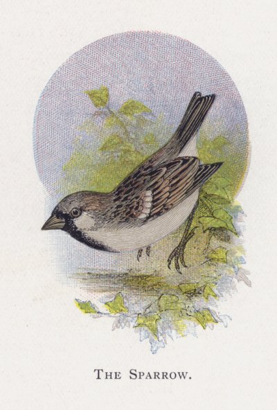 The Sparrow by Alexander Francis Lydon