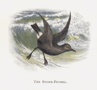 The Storm-Petrel by Alexander Francis Lydon
