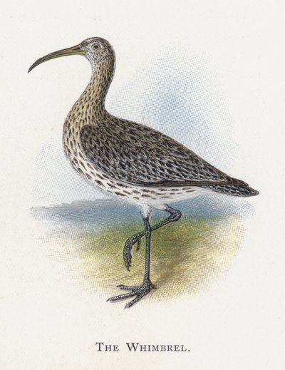 The Whimbrel by Alexander Francis Lydon