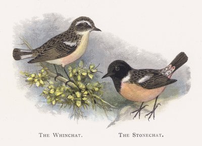 The Whinchat, The Stonechat by Alexander Francis Lydon