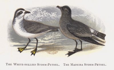The White-bellied Storm-Petrel, The Madeira Storm-Petrel by Alexander Francis Lydon