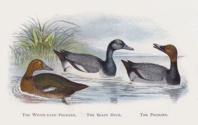 The White-eyed Pochard, The Scaup Duck, The Pochard by Alexander Francis Lydon