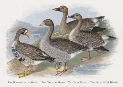 The White-fronted Goose, The Grey-lag Goose, The Bean Goose, The Pink-footed Goose by Alexander Francis Lydon