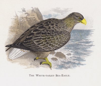The White-tailed Sea-Eagle by Alexander Francis Lydon